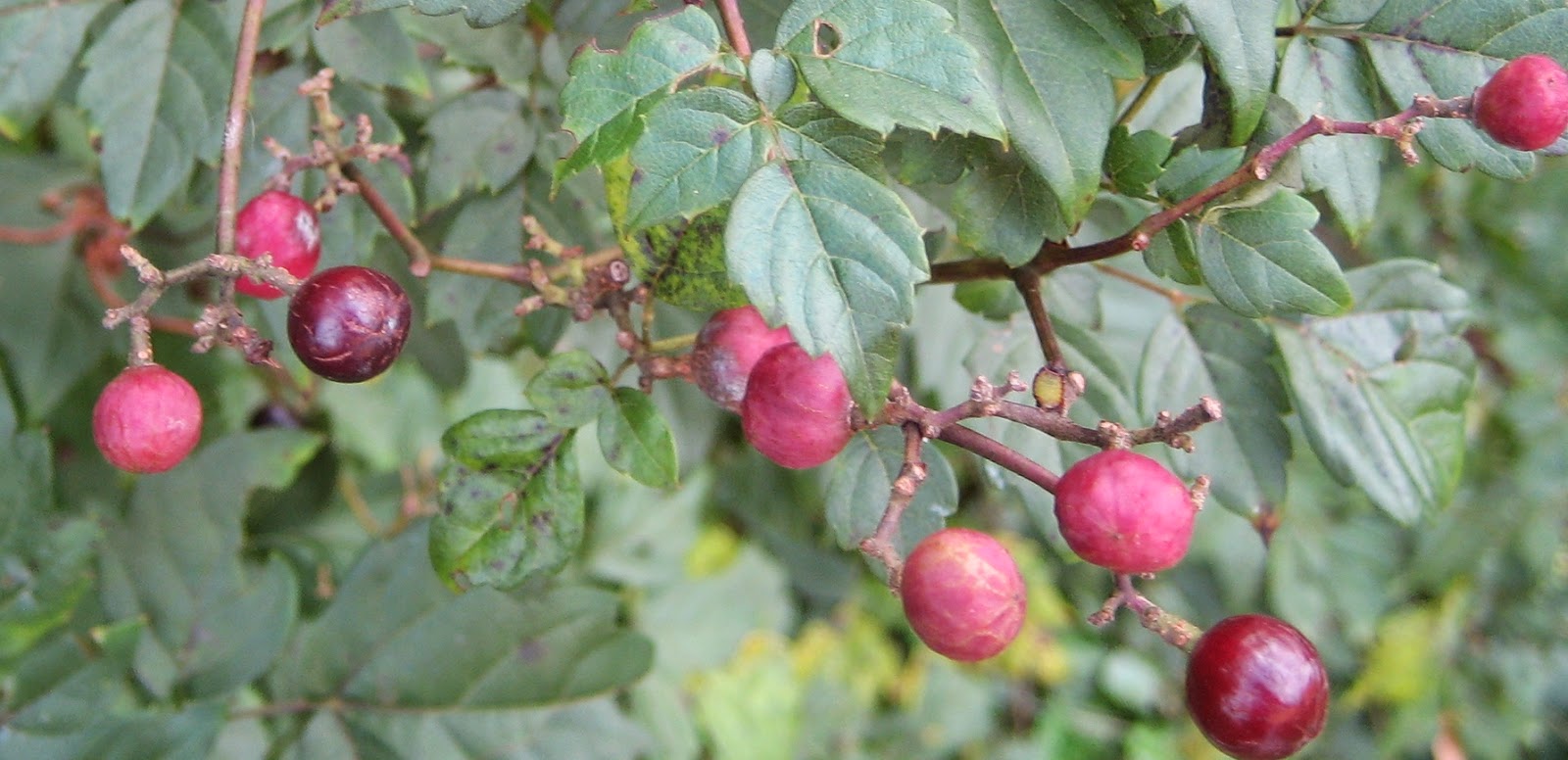 Discovering His Creation Peppervine (Ampelopsis arborea)