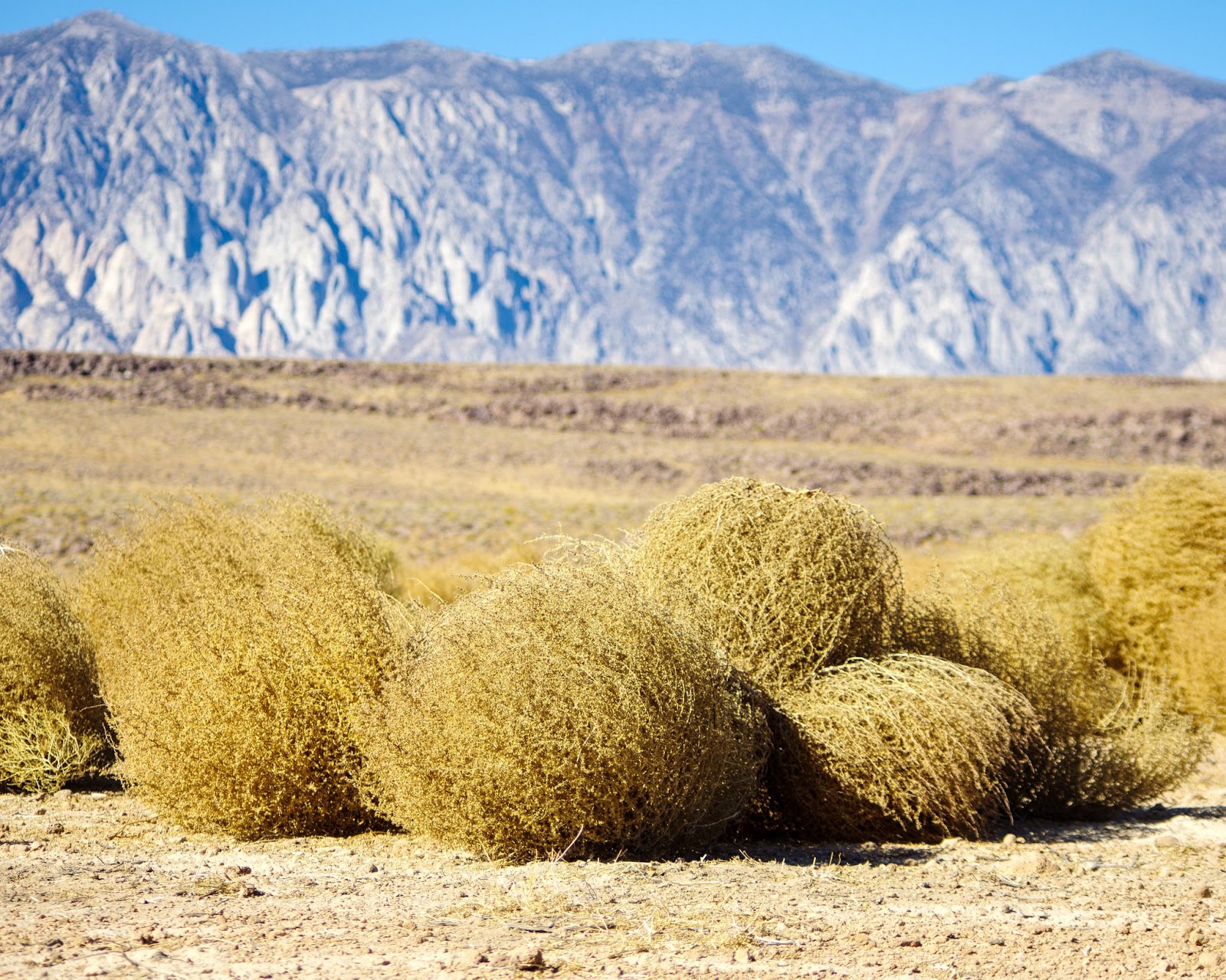Sweethearts Of The West TUMBLING TUMBLEWEEDS By Cheri Kay Clifton sweethearts-of-the-west-tumbling-tumbleweeds-by-cheri-kay-clifton