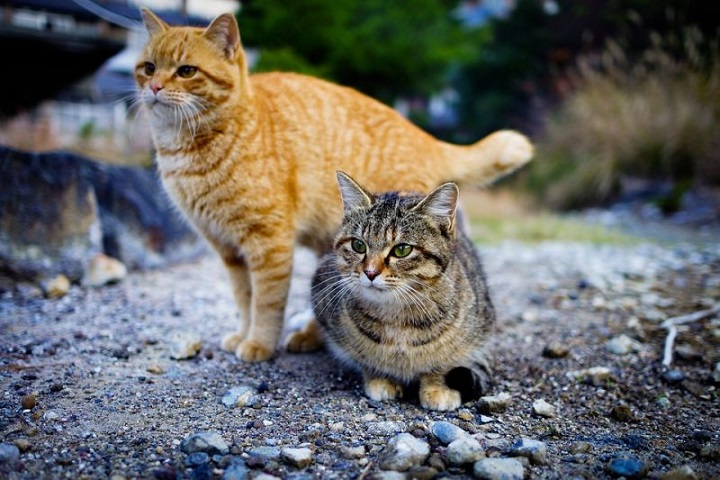 Antibodi Kucing Ternyata Mampu Kalahkan COVID-19, Pantas Mereka Tak Mudah Terinfeksi Antibodi Kucing Ternyata Mampu Kalahkan COVID-19, Pantas Mereka Tak Mudah Terinfeksi