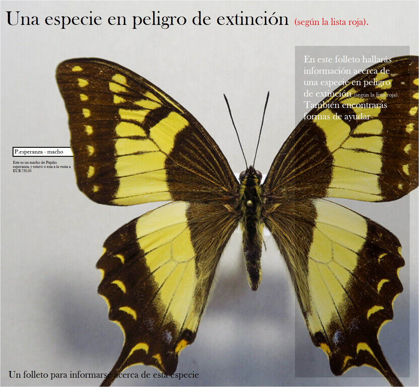 Folleto de mariposa Papilio esperanza