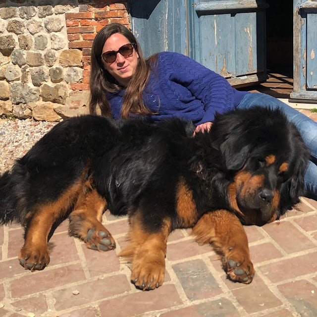 Tibetan Mastiff The Most Expensive Dogs In The World I Chinese Bear Dog
