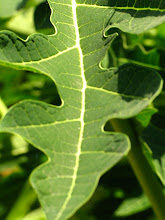 papaya leaf