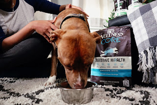 nutritious dog food brands