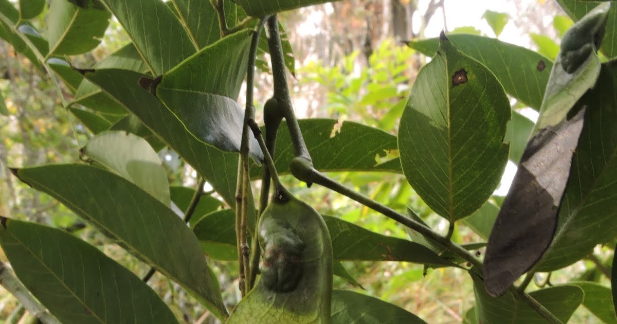 Fabaceae Leguminosae no Brasil Fabaceae Machaerium acutifolium