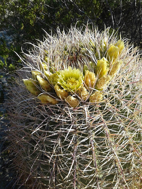 Barrel Cactus flowers