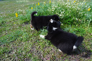 Australian Shepherd puppies