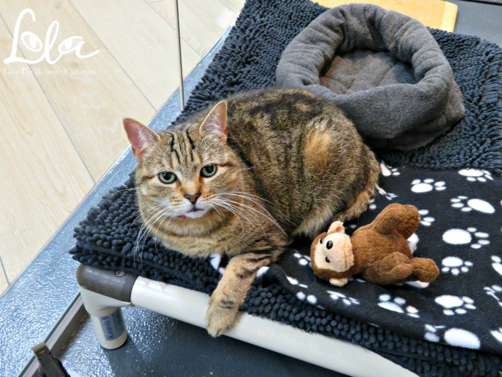 A Behind the Scenes Peek at Best Friends' NYC Pet Adoption Center Lola The Rescued Cat