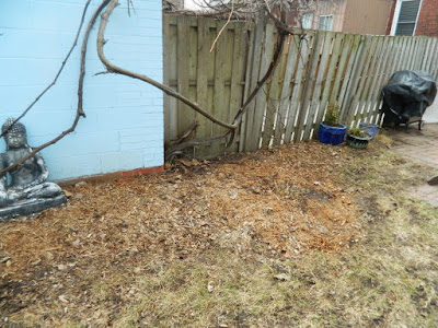 Spring Garden Cleanup After in The Junction by Paul Jung Gardening Services a Toronto Gardening Company Spring Garden Cleanup After in The Junction by Paul Jung Gardening Services a Toronto Gardening Company