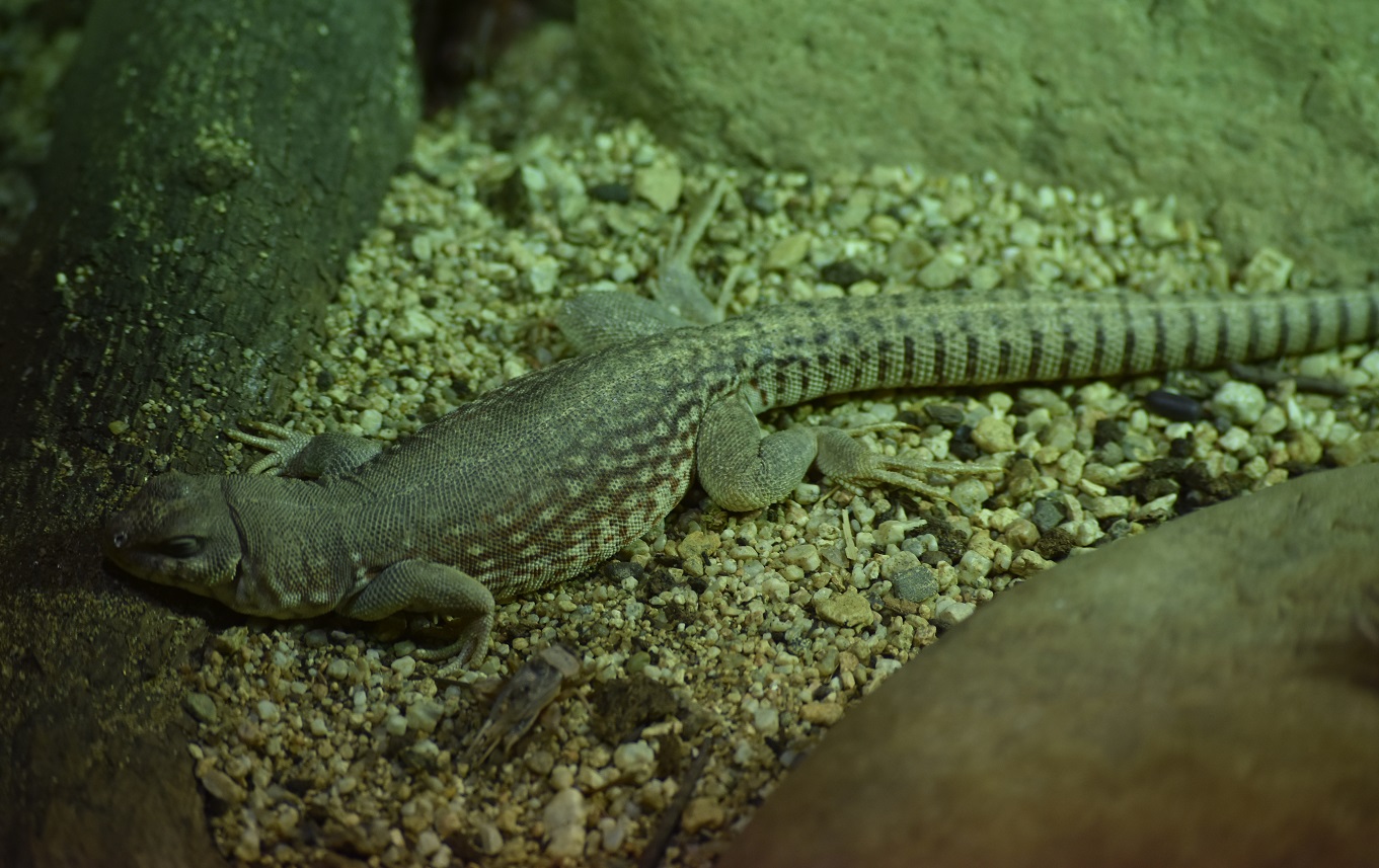 ZOOTOGRAFIANDO (6.096 ANIMALS) IGUANA DEL DESIERTO / DESERT IGUANA