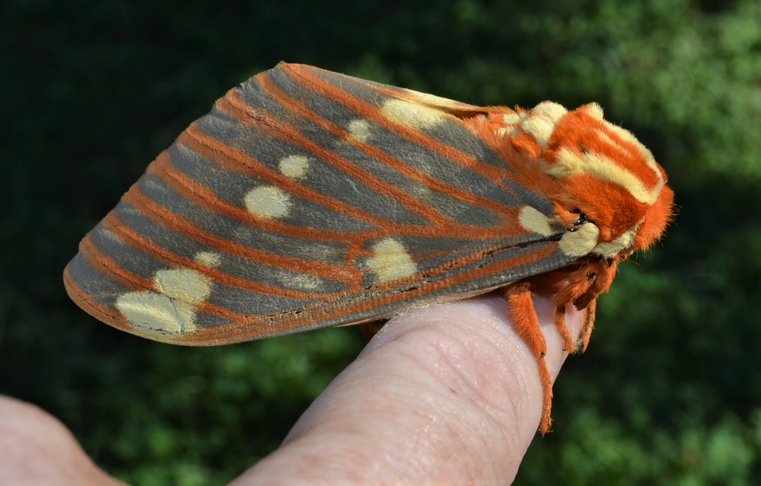 Saturdays Vintage Finds: Citheronia Regalis Moth