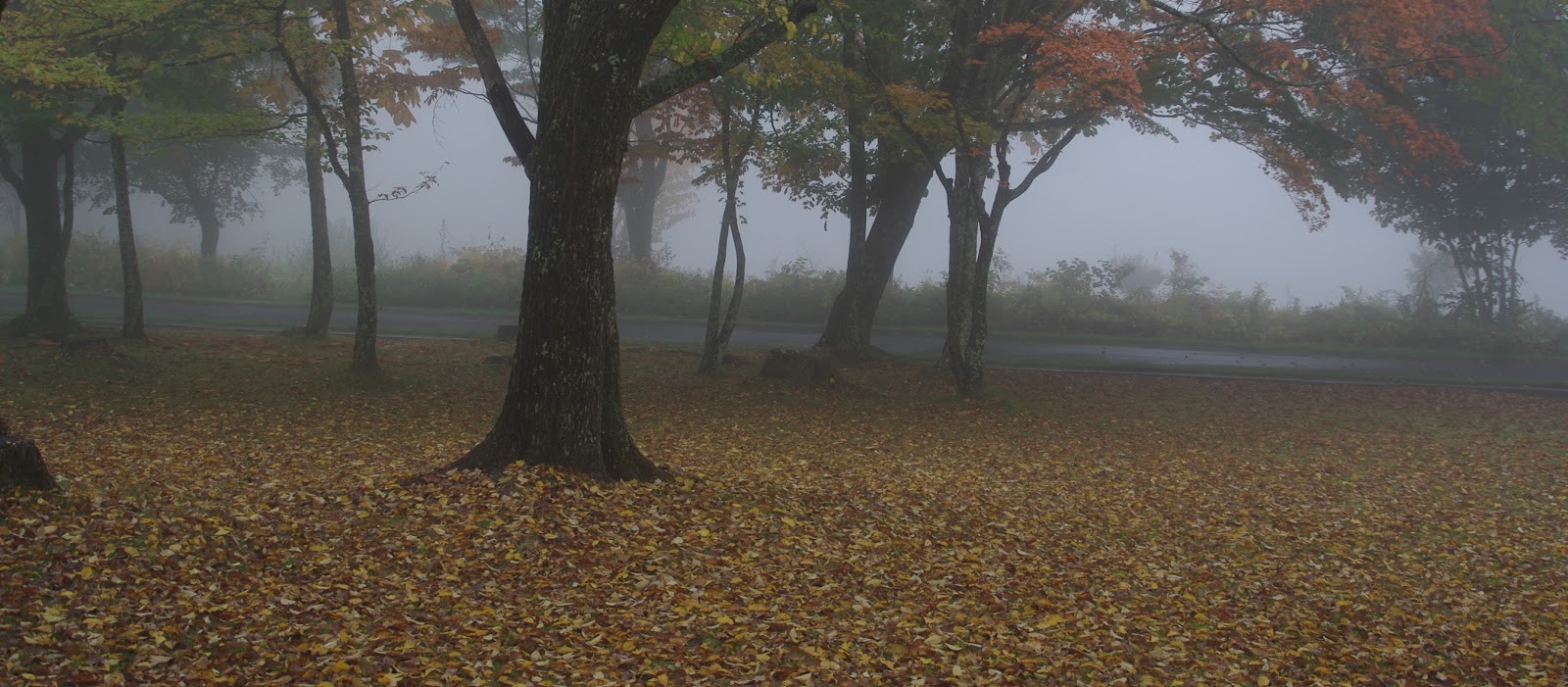 八ヶ岳花街道 八ヶ岳自然文化園今が見ごろ