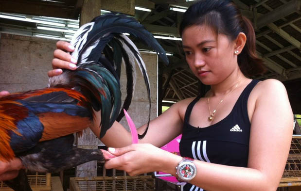 Standar Ukuran Ayam Bangkok Yang Harus Botoh Pemula Tahu Ayam Laga Artikel Lengkap Tentang Ayam Laga
