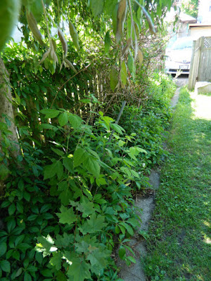 Riverdale Toronto back yard garden clean up before by Paul Jung Gardening Services