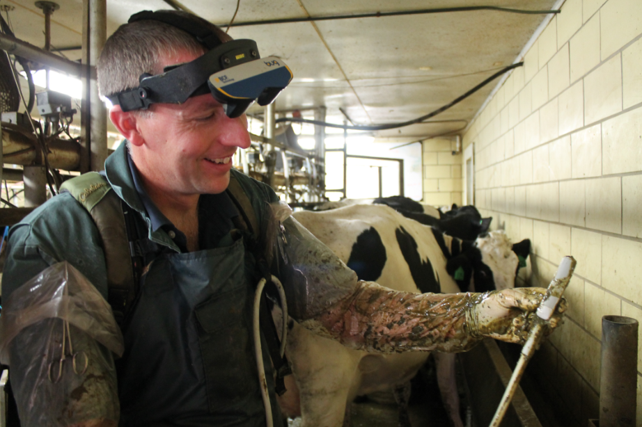 Truth or Dairy Pregnant cows!