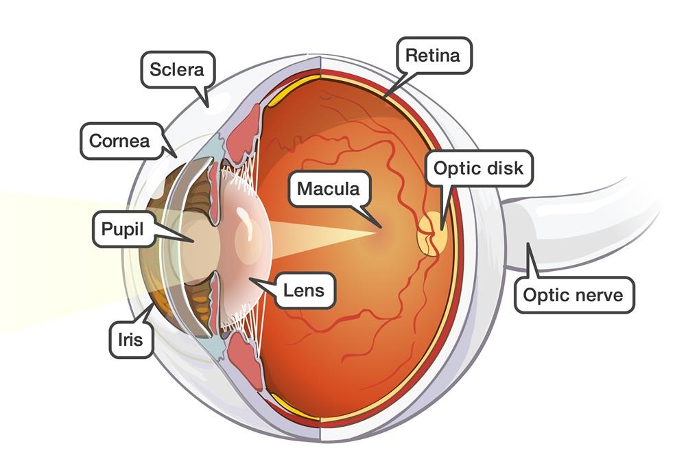 Ophthalmology Notes Ophthalmology Notes