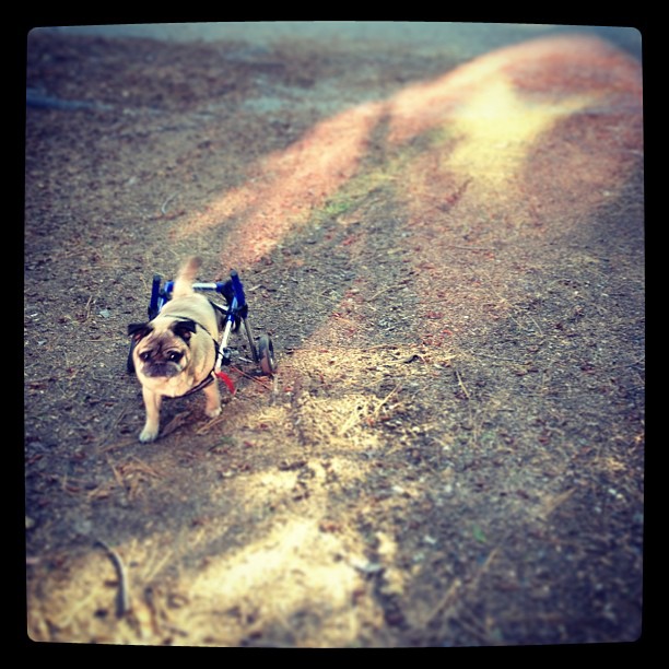 pug, dog in wheels