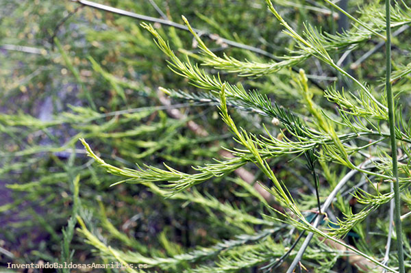 Huerto urbano en el Hotel Wellington