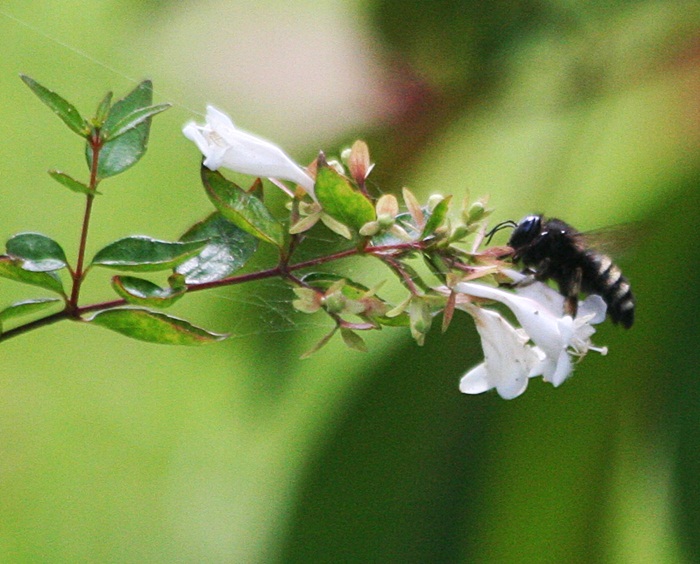 Silent Sunday The bee and the abelia