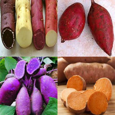 Info Penting: Cara Membudidayakan Ubi Jalar