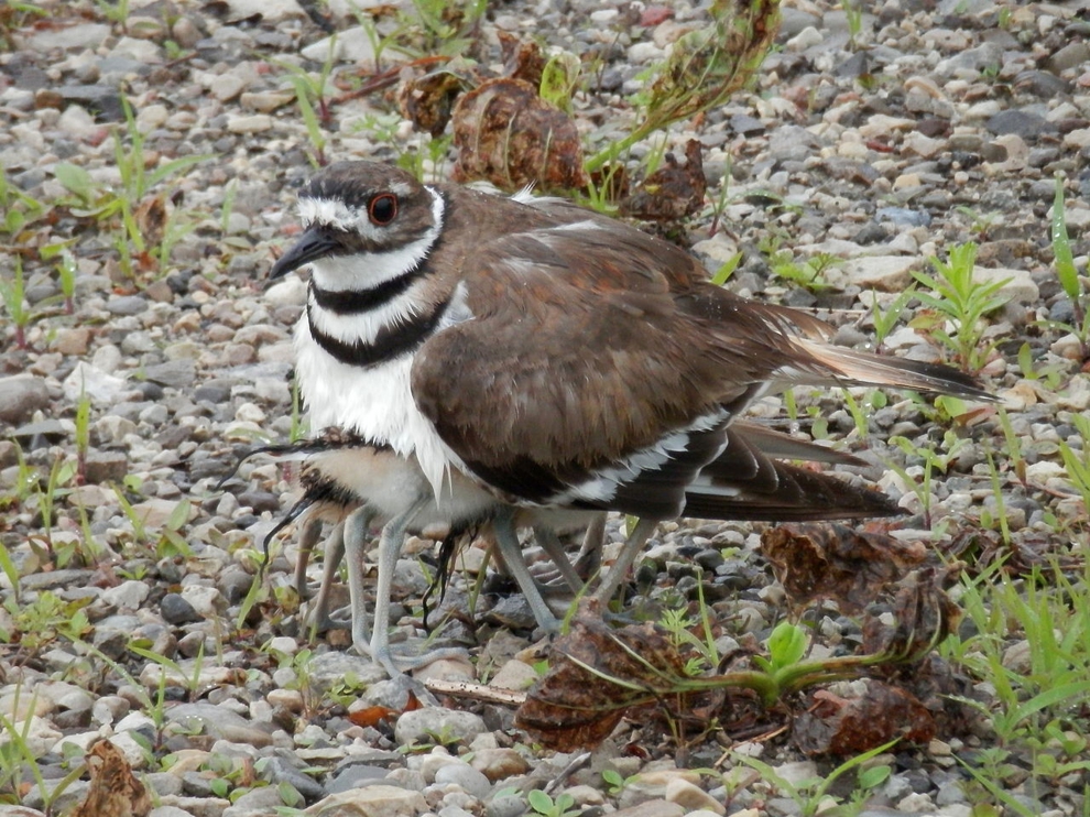KILLDEER