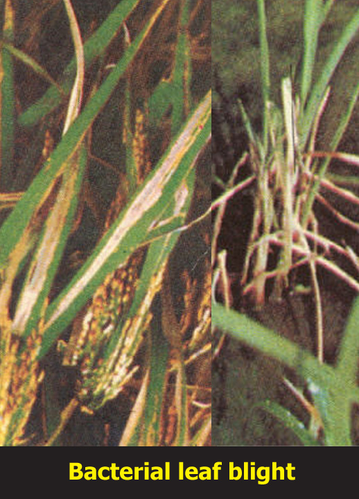 a historical review of bacterial blight of rice. a historical review of bacterial blight of rice.