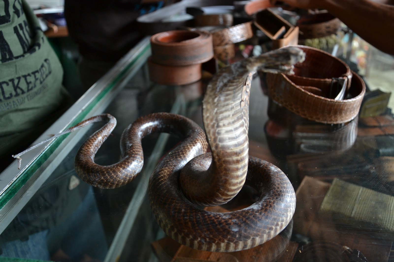 MAUNIAGAKA: KEDAI KULIT ULAR DAN IKAN PARI