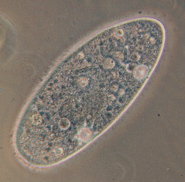 Protozoa eat bacteria and fungi and release ammonium back to the soil