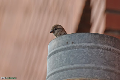 Pardal comú (Passer domesticus) Pardal comú (Passer domesticus)