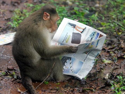monkey_news.jpg