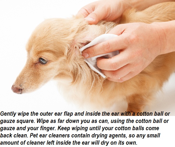 The Complete Guide To Clean Your Dog’s Ears