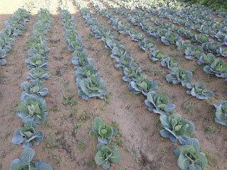 Cabbage planting