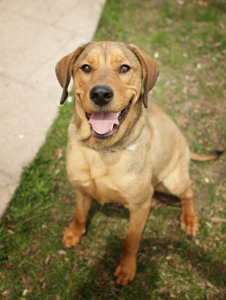 Ridgeback Yellow Lab Mix