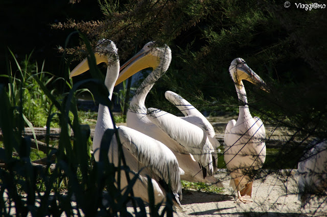 Pellicani ospiti nell'habitat Madagascar