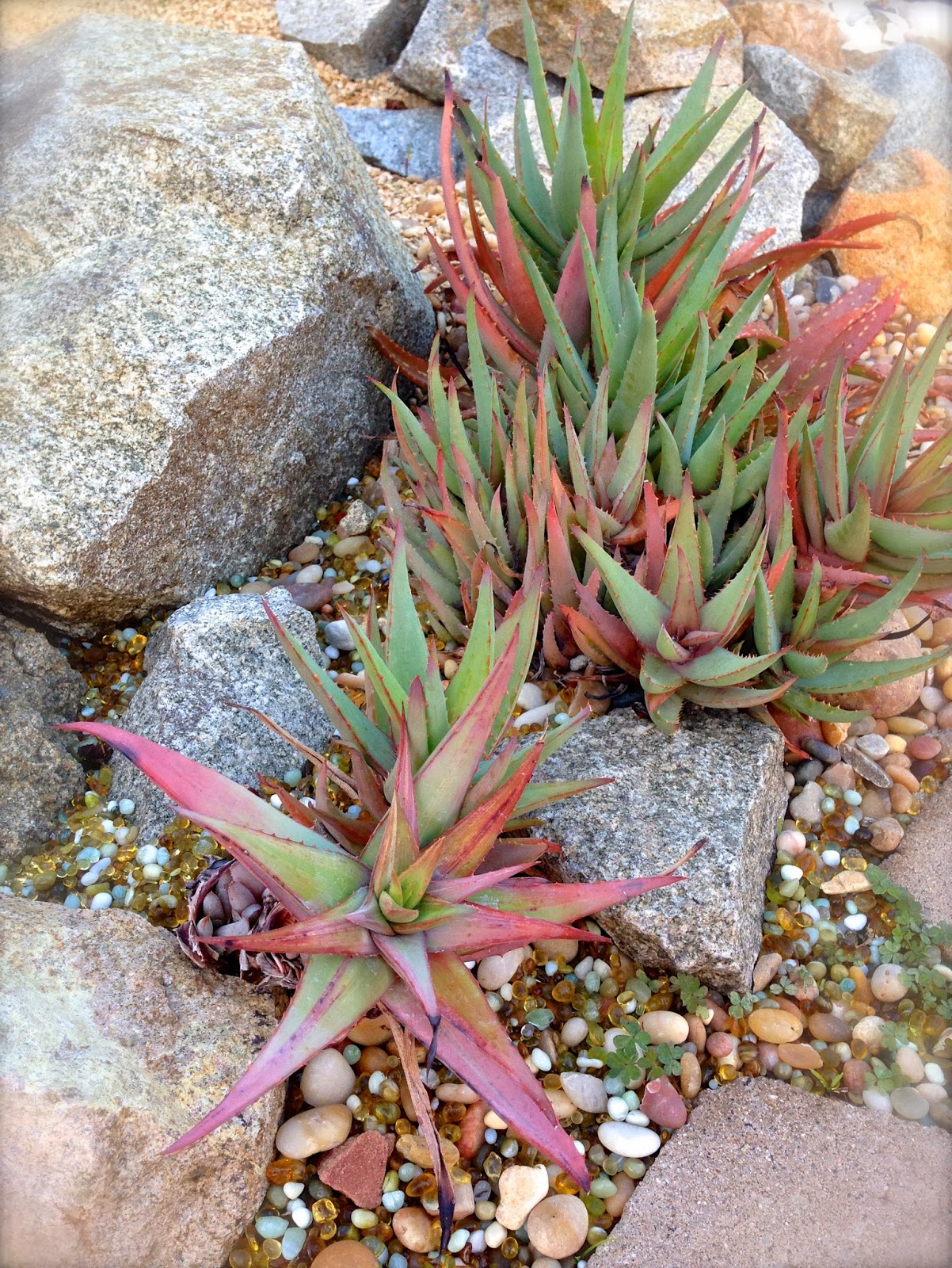 Garden and Bliss My Winter Time Succulents