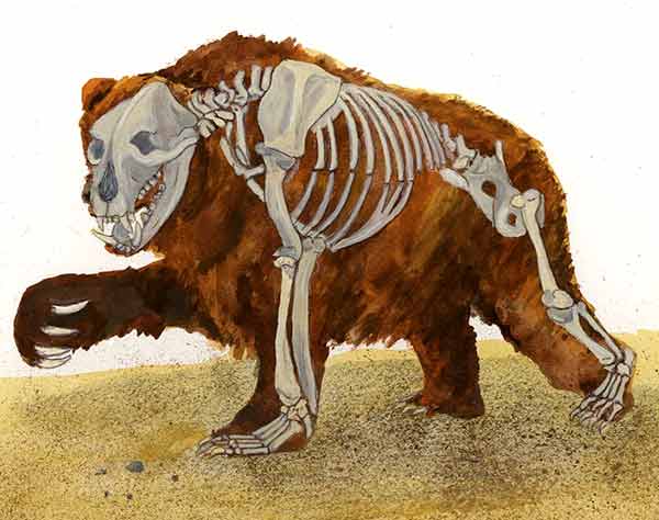 Hot from the Toaster: The Bear Bones