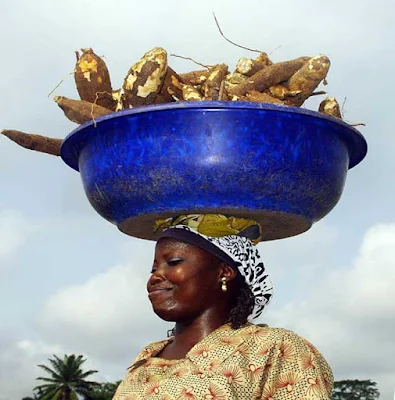 Harvesting cassava in Nigeria where tons food loss and waste happens