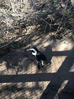 Pinguine in Kapstadt am Boulders Beach