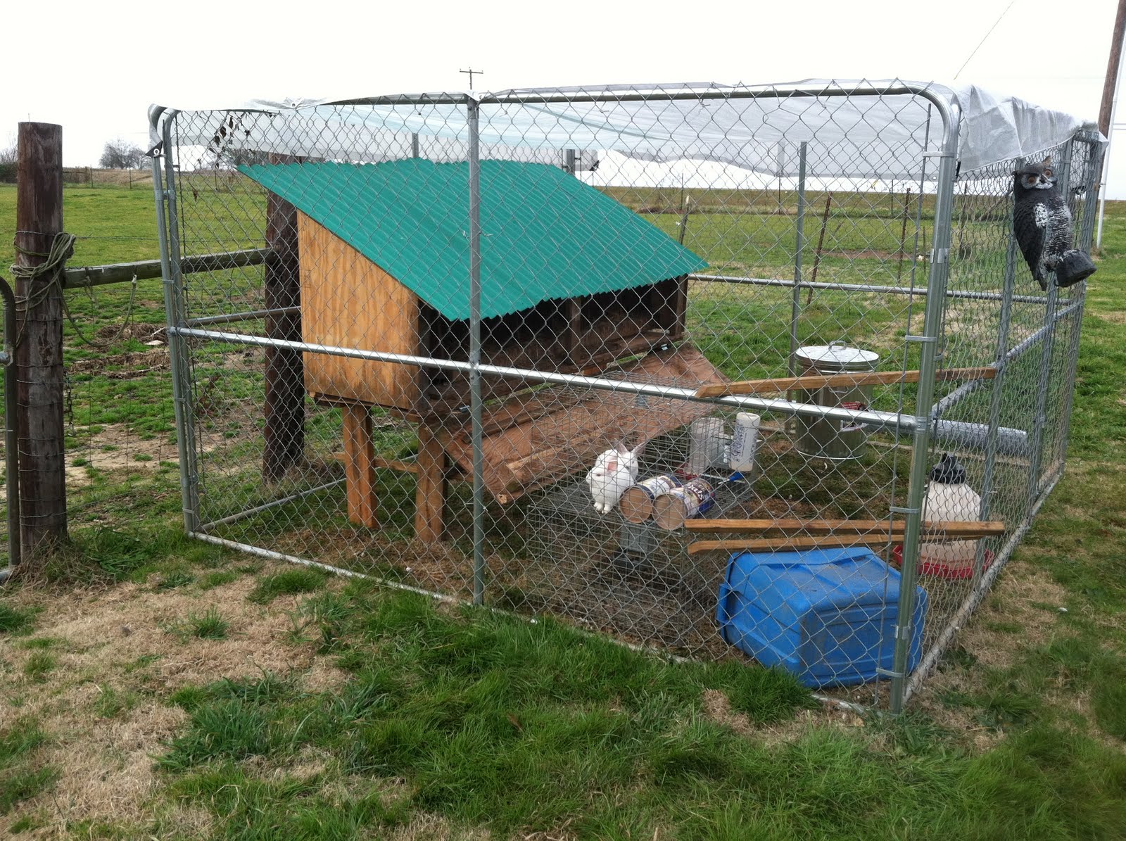 From Freeways to Farmland New chicken coop and more rabbits