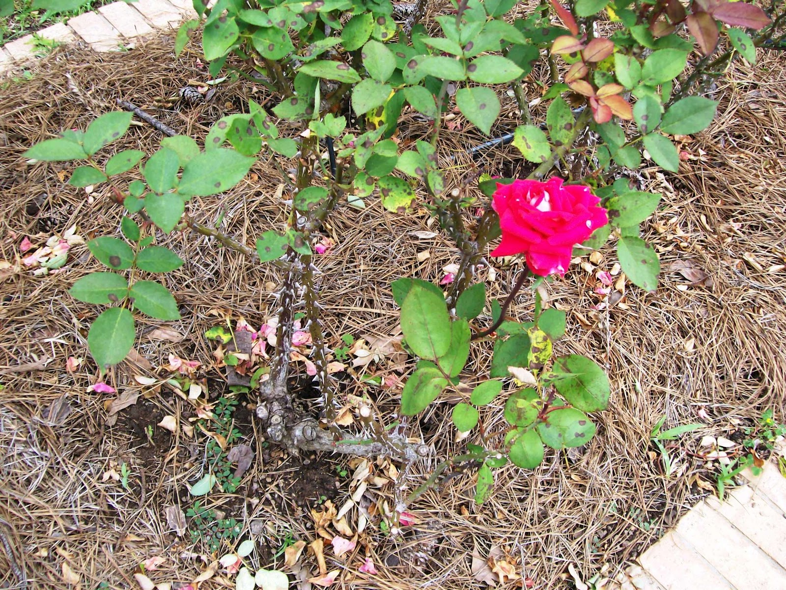 Rockhounding Around American Rose Society home & the Shreveport Rose