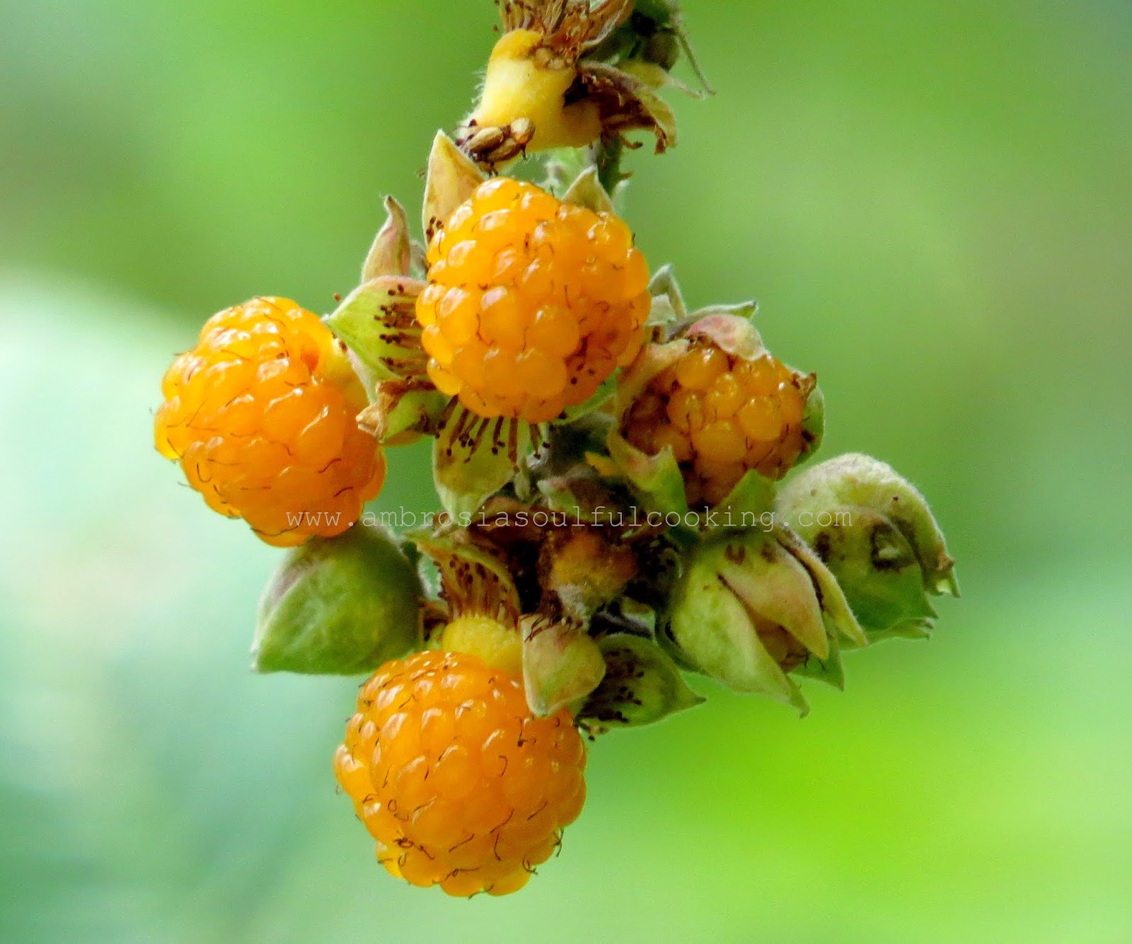 Ambrosia: Eggless Vanilla Hisaalu Cake | Eggless Vanilla Cake with ...