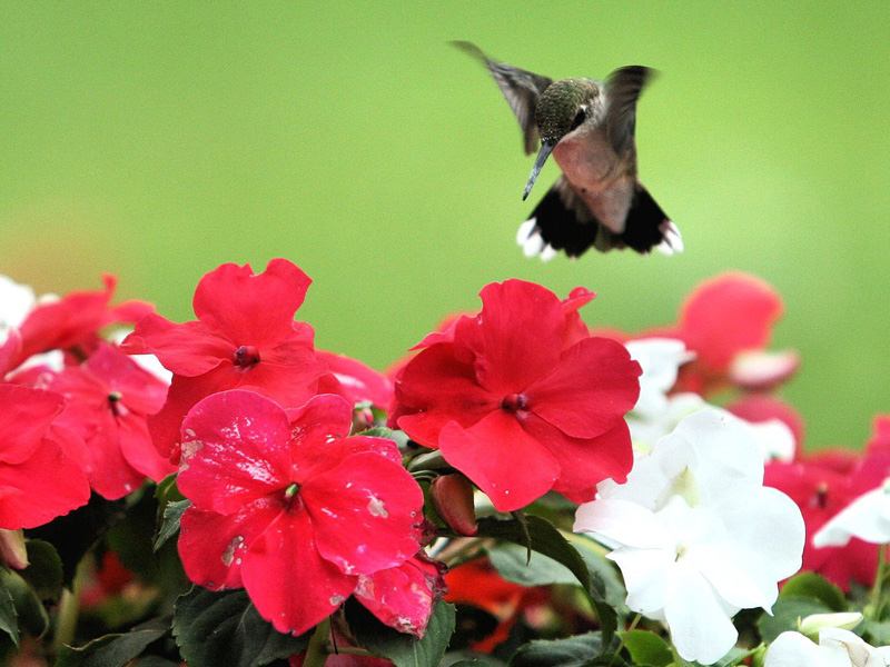 DIY Container Garden for Hummingbirds