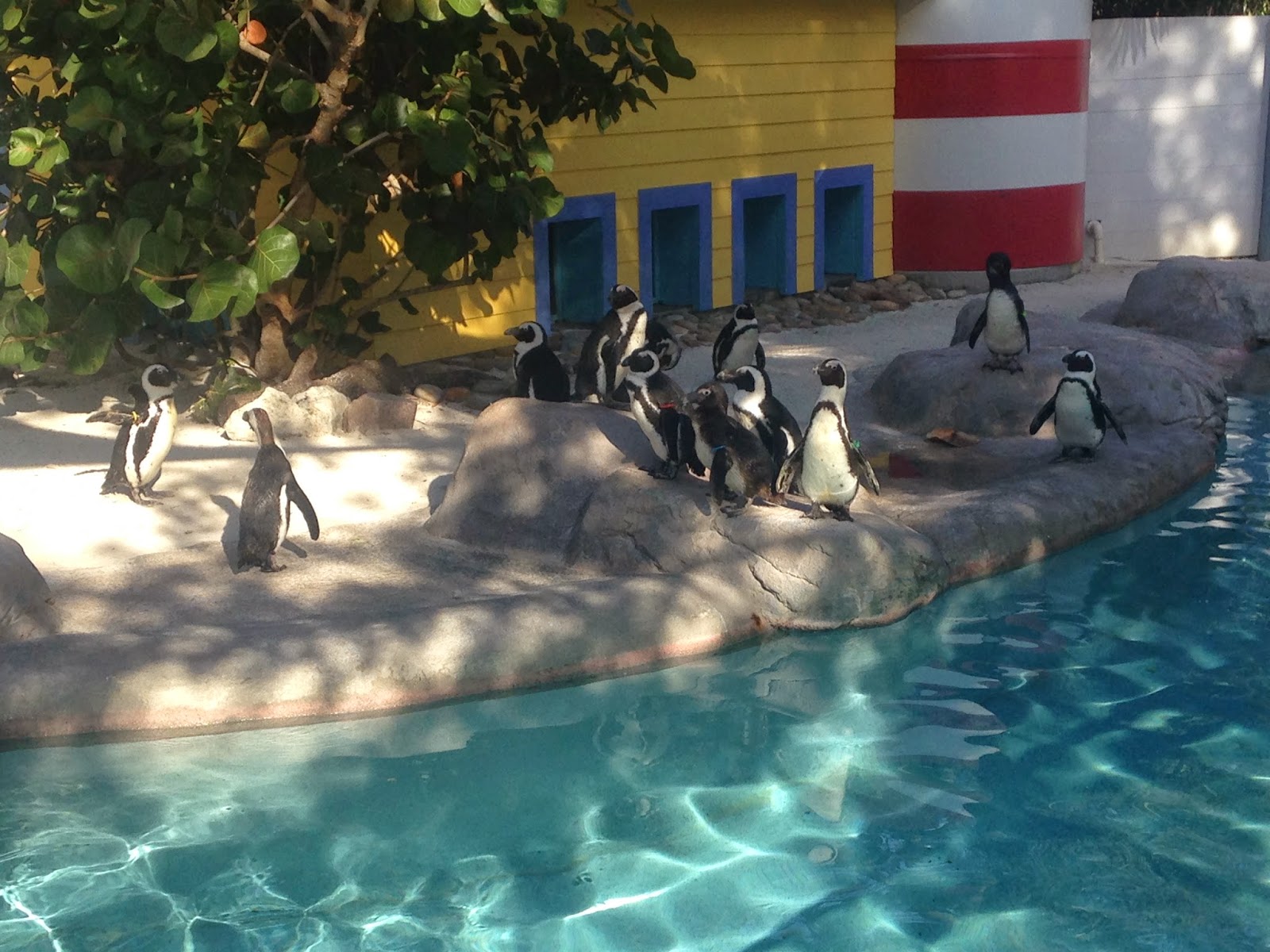 ZooZooReview Lowry Park Zoo Annual Pass