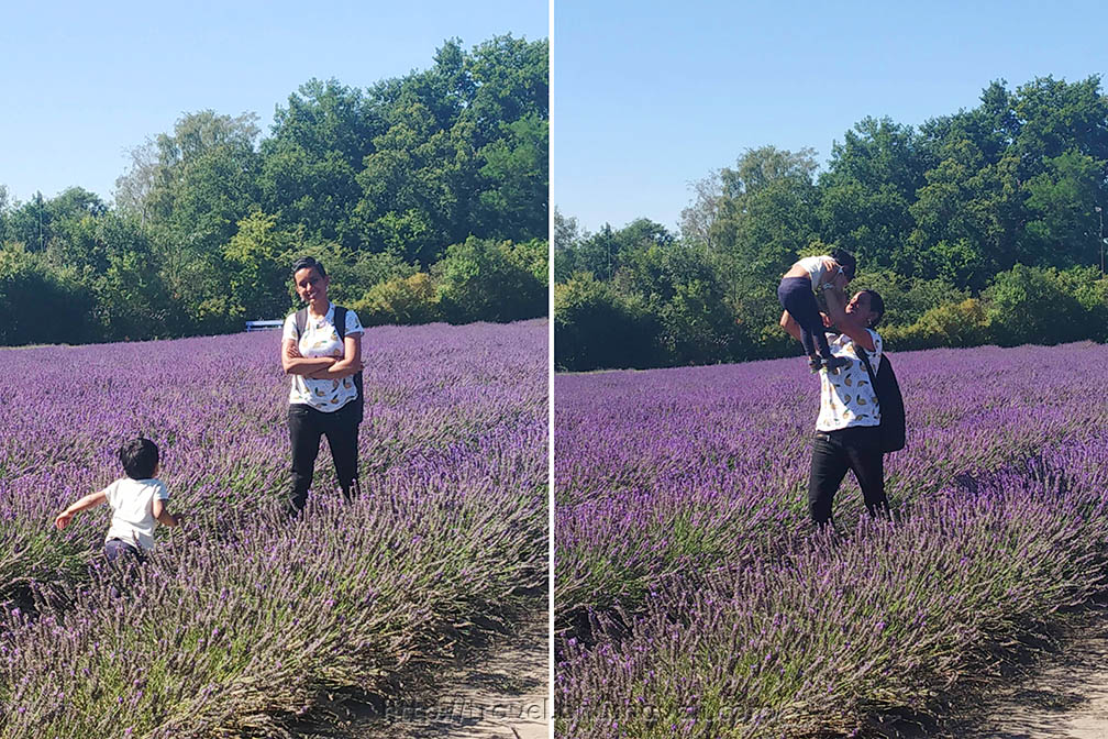 Top 5 things to do in Hasselt Japanese Garden, Lavender Fields & more