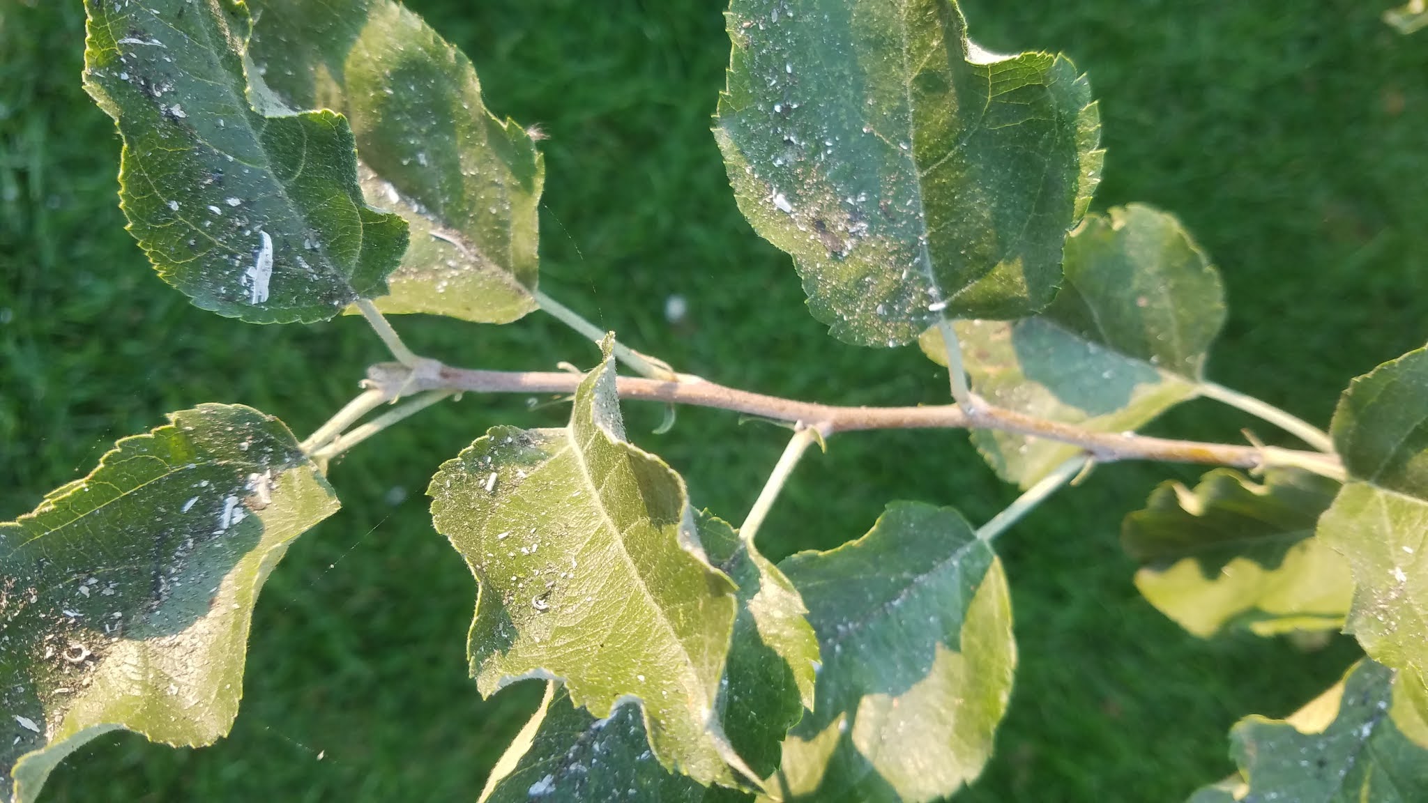 COHorts Smoke and Ash on Plants