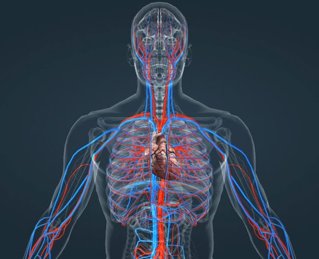 [Image: sistema-circulat%25C3%25B3rio.jpg]