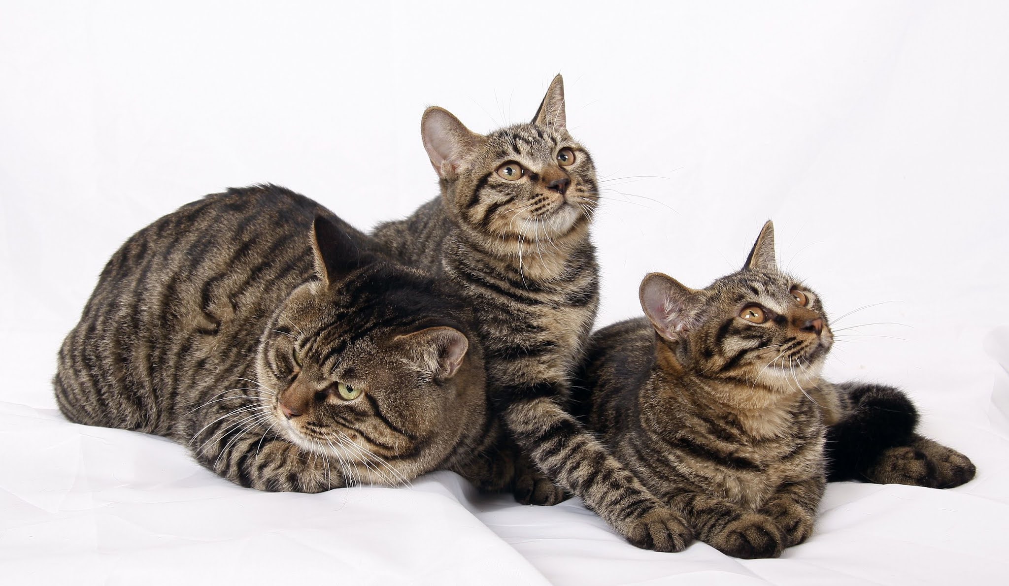 Китайские породы кошек с фотографиями Какие есть виды кошек