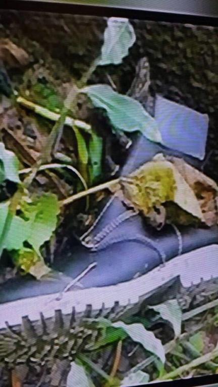 Лисан и крис панама Лисан и крис панама