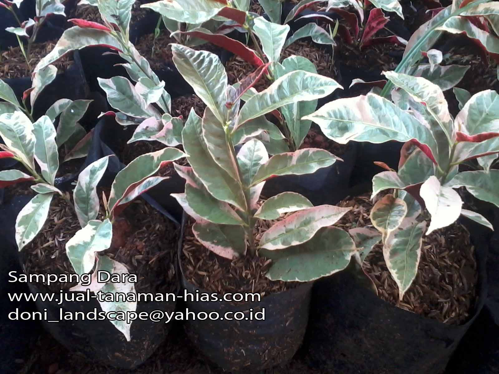 Jual Brokoli Kuning Khalifah Kuning Tanaman Hias Budidaya Dengan Stek Pucuk Tukang Taman