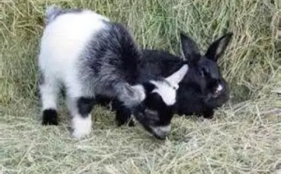 Kenyan Man Steals Lady's Goats, Rabbits After She Refused To Visit Him