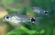 Jenis Ikan Corydoras hastatus